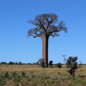 Circuit Madagascar, du 06 au 16 octobre 2025