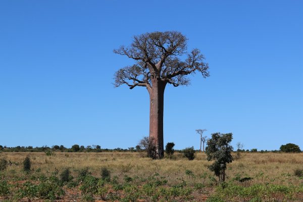 Circuit Madagascar, du 06 au 16 octobre 2025